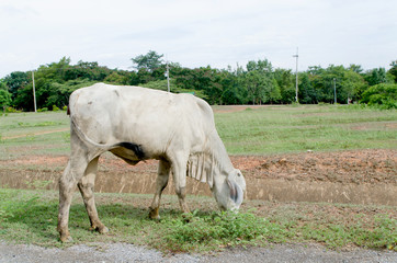 Cow eating grass