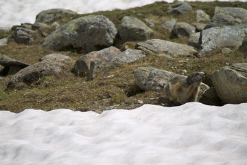 Marmotta