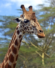 Giraffe