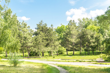 Fototapeta na wymiar landscape park in summer