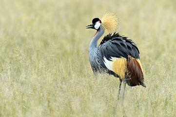 Crowned crane