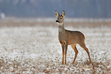 Roe deer in winter
