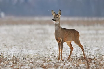 Peel and stick wallpaper Roe Roe deer in winter