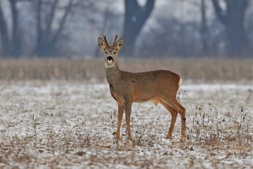 Fototapeta premium Roe deer in winter