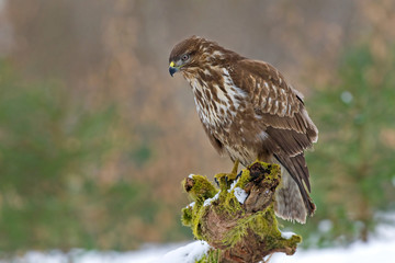 Common buzzard in winter