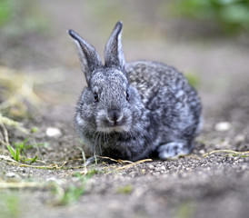 Rabbit