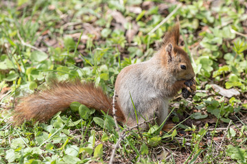 squirrel eating cone