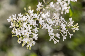 white lilac close up