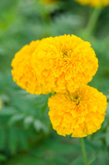 Marigolds or Tagetes erecta flower