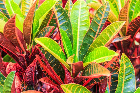 Colorful Croton Leaves 