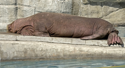 Walrus