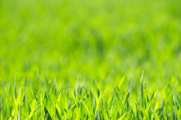 Fototapeta premium Zielona trawa