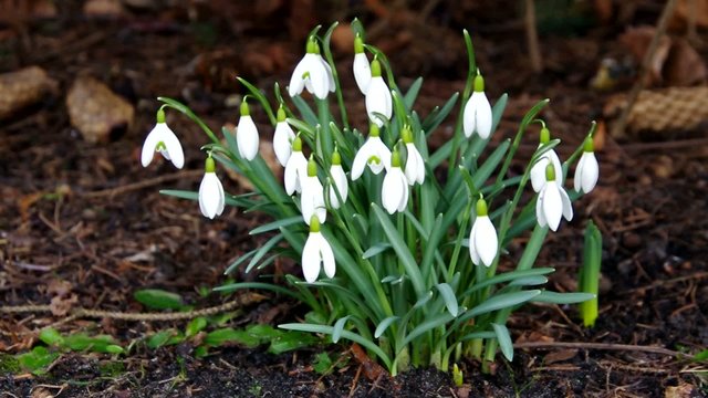 Schneegloeckchen vid  03