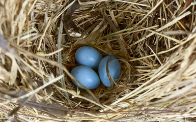 Blue robin eggs in nest