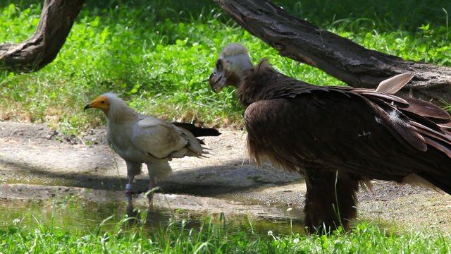Cinereous Vulture and Egyptian Vulture under the tree