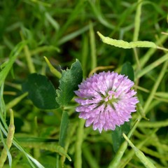 Kleiner Glücksbringer Kleeblume