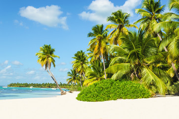 Beautiful tall palm trees and white sandy beach - 66108529