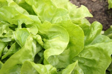 Fresh green salad on a bed