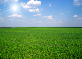 green field