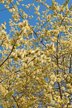Weidenk&auml;tzchen - Salix spec.