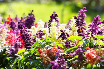 Obraz premium Salvia Splendens Flower