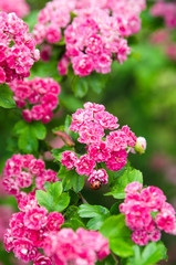 Blossoming hawthorn with ladybug, close-up