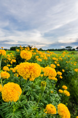Marigolds or Tagetes erecta flower