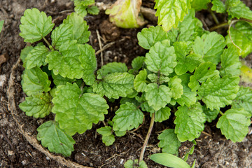 Melissa officinalis , Balm mint plant