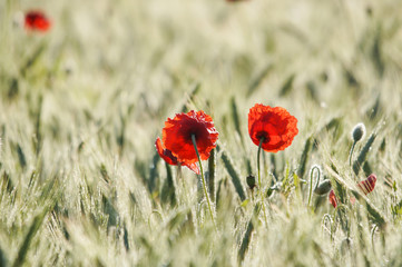 Zwei Mohnblüten im Getreidefeld, morgendliches Gegenlicht
