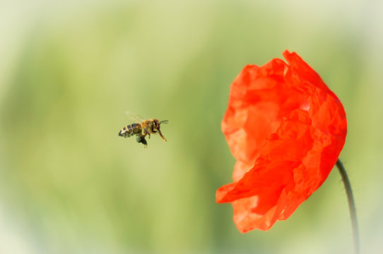 Biene fliegt Mohnblume an