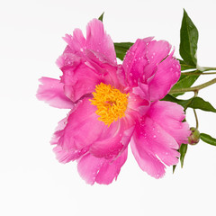 pink peony flower