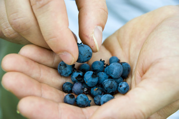 Eating blueberries