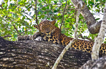 Sri Lankan Leopard - Panthera Pardus Kotiya
