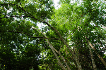 Obraz premium Green forest tree background