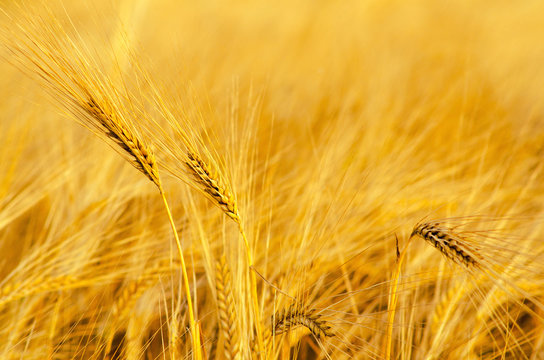 Wheat field on sunny summer day
