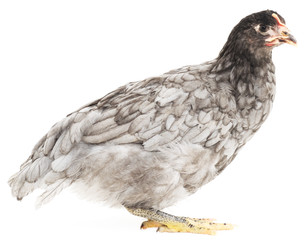 grey hen