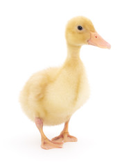 one duckling