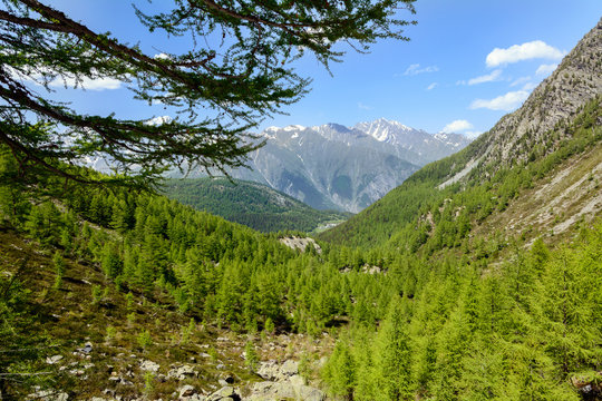 Pinete e conifere in montagna