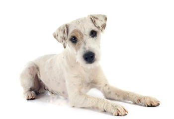 parson russell terrier