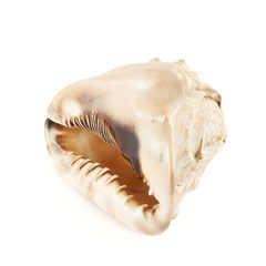 Seashell isolated over the white