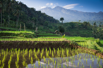 terraced rice fields around Senaru, Lombok, Indonesia, Asia © ivoha