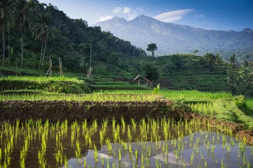 Tuinposter terraced rice fields around Senaru, Lombok, Indonesia, Asia © ivoha