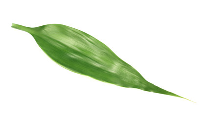 Obraz premium Palm tree leaf isolated