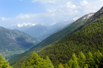 Naklejka premium Pinete e conifere in montagna