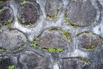 old stone wall with green plant