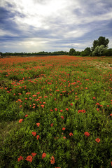 Poppy field