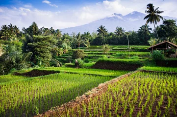 Abwaschbare Fototapete Indonesien Reisfelder, Hintergrund Mt. Rinjani, Senaru, Lombok, Indonesien,
