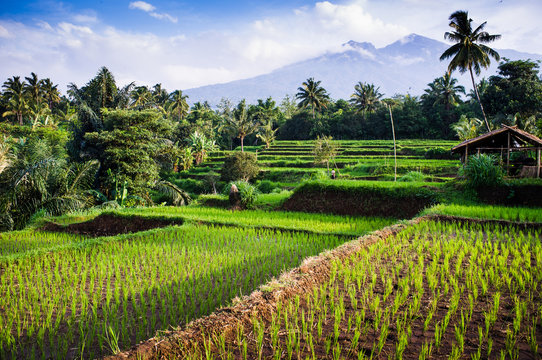 Rice fields, background Mt. Rinjani,  Senaru, Lombok, Indonesia,