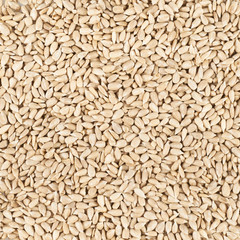 Sunflower seeds