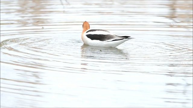 American avocet fishing in shallow water